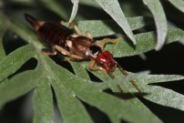 Un Pince-oreille. Une larve (Dermaptre - Forficulidae - Forficula sp.)